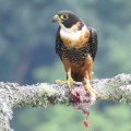 Falco deiroleucus (Falconiformes, Falconidae)