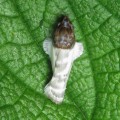 Antaeotricha sp. (Lepidoptera, Depressariidae, Stenomatinae). Fotografía: Sebastián Berrío