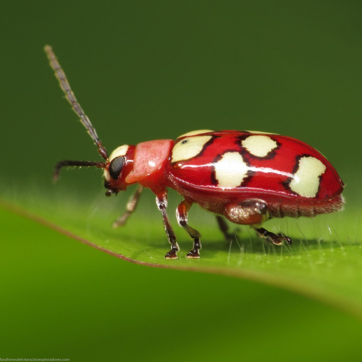 Escarabajos o cucarrones - orden Coleoptera - Biodiversidad Farallones ...
