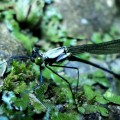 Megapodagrionidae - Teinopodagrion sp. - Foto Sebastián Berrío