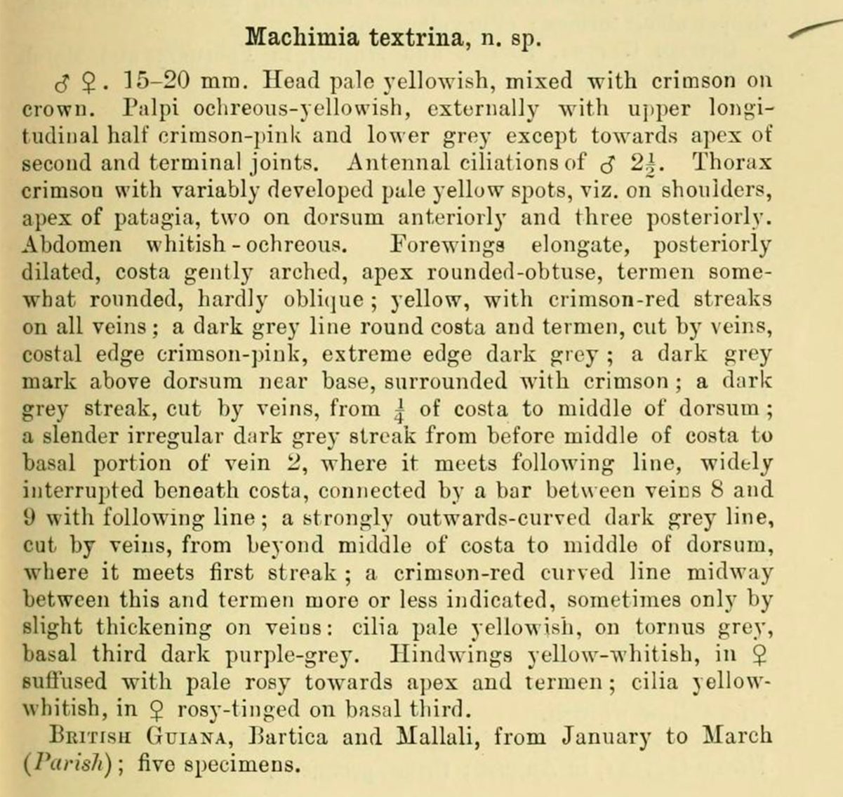 Descripción original de Machimia textrina por Meyrick en 1914