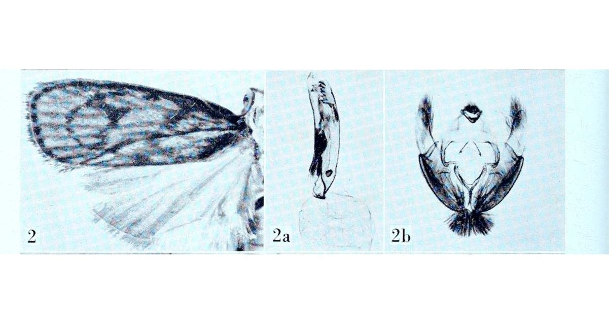 Fotografías de Himmacia (Machimia) textrina en el Museo Británico de Historia Natural