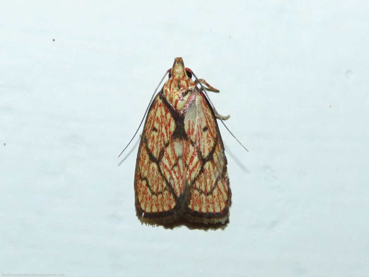 Individuo de Machimia textrina (Himmacia textrina) registrado en julio de 2019.