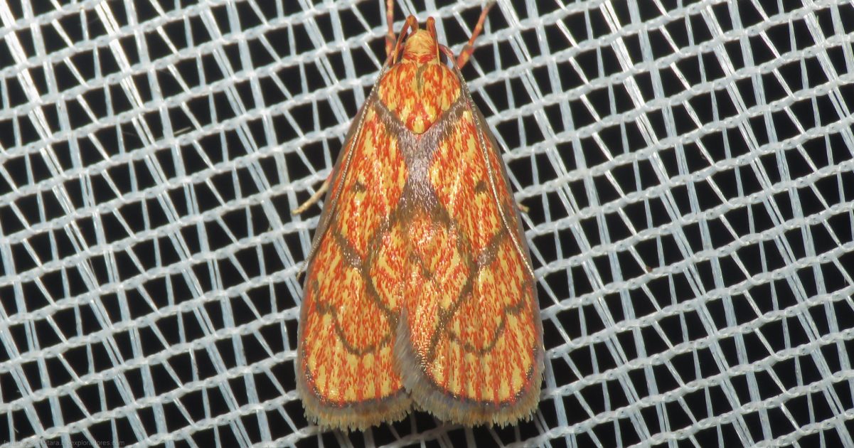 Machimia textrina (Himmacia textrina) - Lepidoptera, Peleopodidae