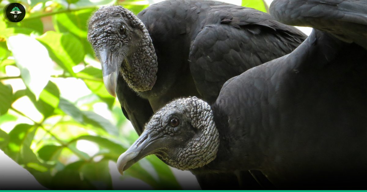 Coragyps atratus (Gallinazo, Chulo, Zopilote negro) - Black Vulture