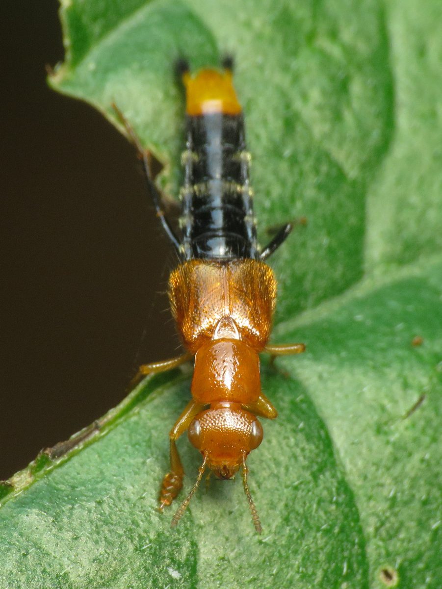 Vista frontal de Nordus solitarius