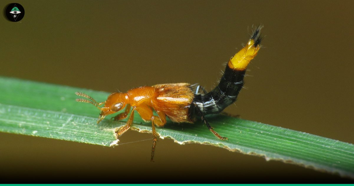 Portada Nordus solitarius - Staphylinidae - Escarabajo vagabundo