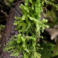 Leiomitra sp. (Jungermanniopsida, Jungermanniales, Trichocoleaceae)