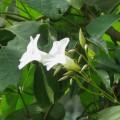Distimake macrocalyx (Solanales, Convolvulaceae)