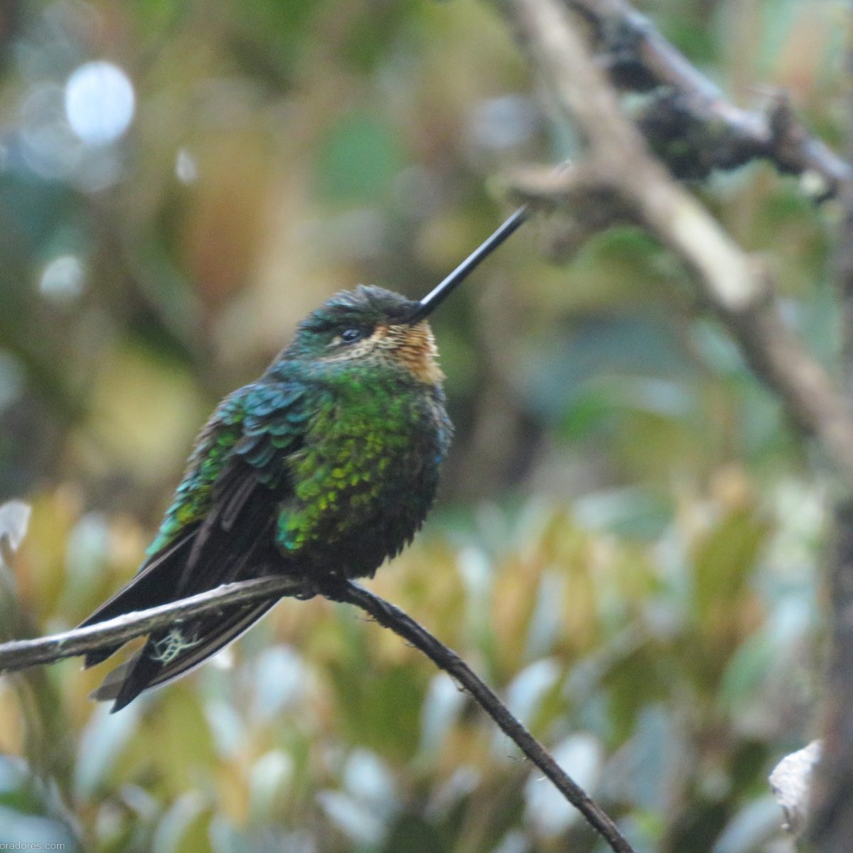 Colibri Rutilant Colibri coruscans (Colibrí rutilante) - Sparkling Violetear ...