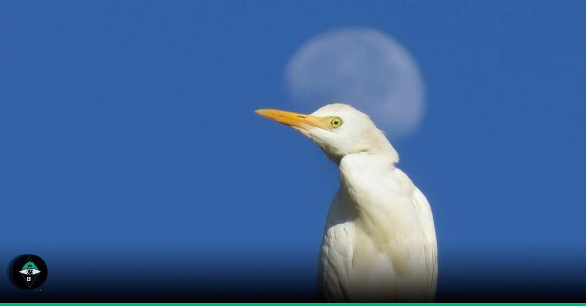 Bubulcus ibis (Garza bueyera, Garcita del ganado) - Cattle Egret
