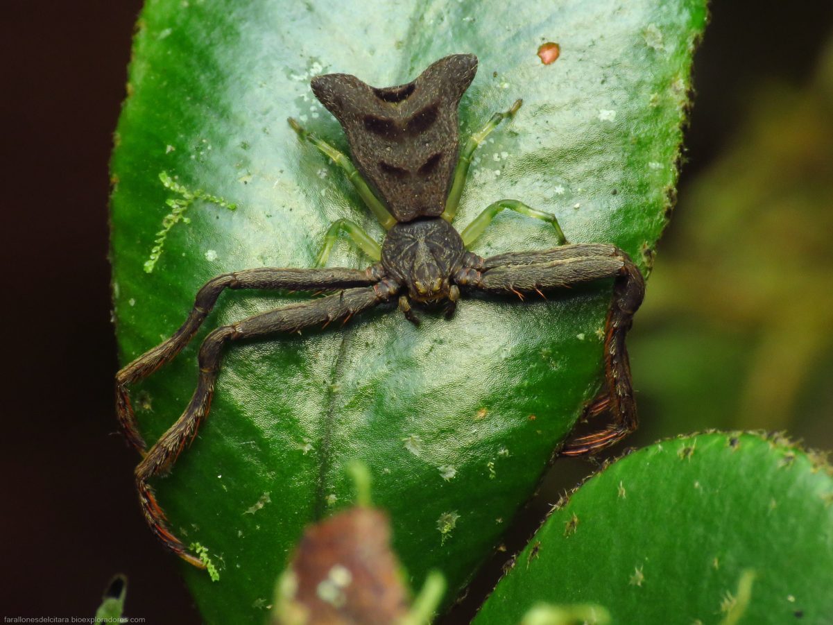 Vista general de una hembra de Sidymella kolpogaster (Thomisidae)