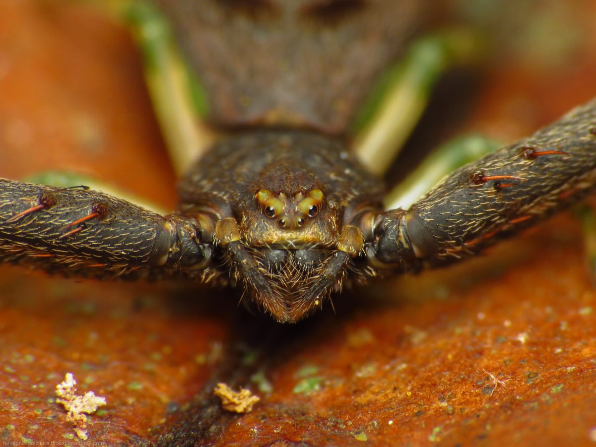 Detalle de la cabeza de Sidymella kolpogaster