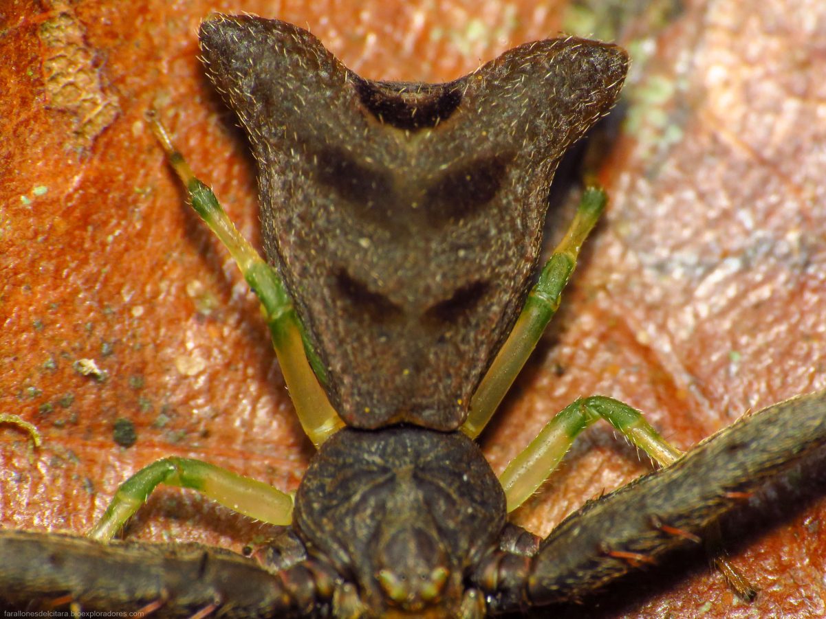 Detalle del opistosoma de la araña cangrejo S. kolpogaster