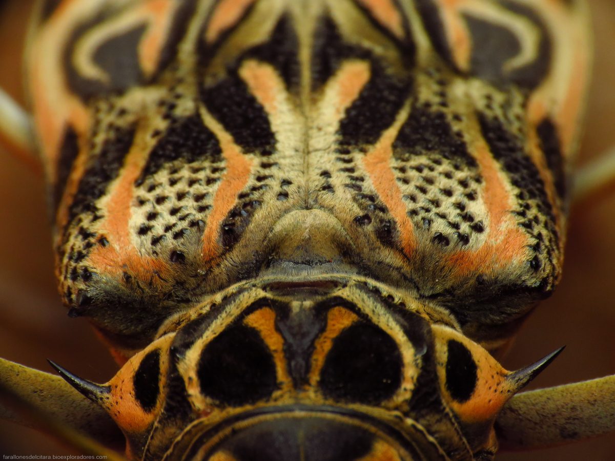 Acrocinus longimanus (Escarabajo arlequín) - familia Cerambycidae