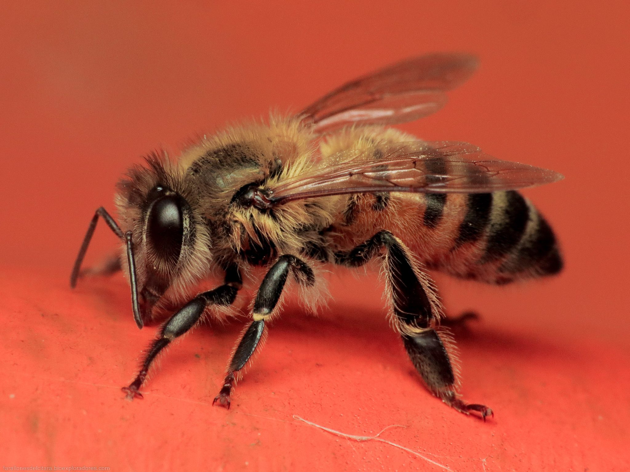 Apis mellifera (Abeja melífera) - [INTRODUCIDA]