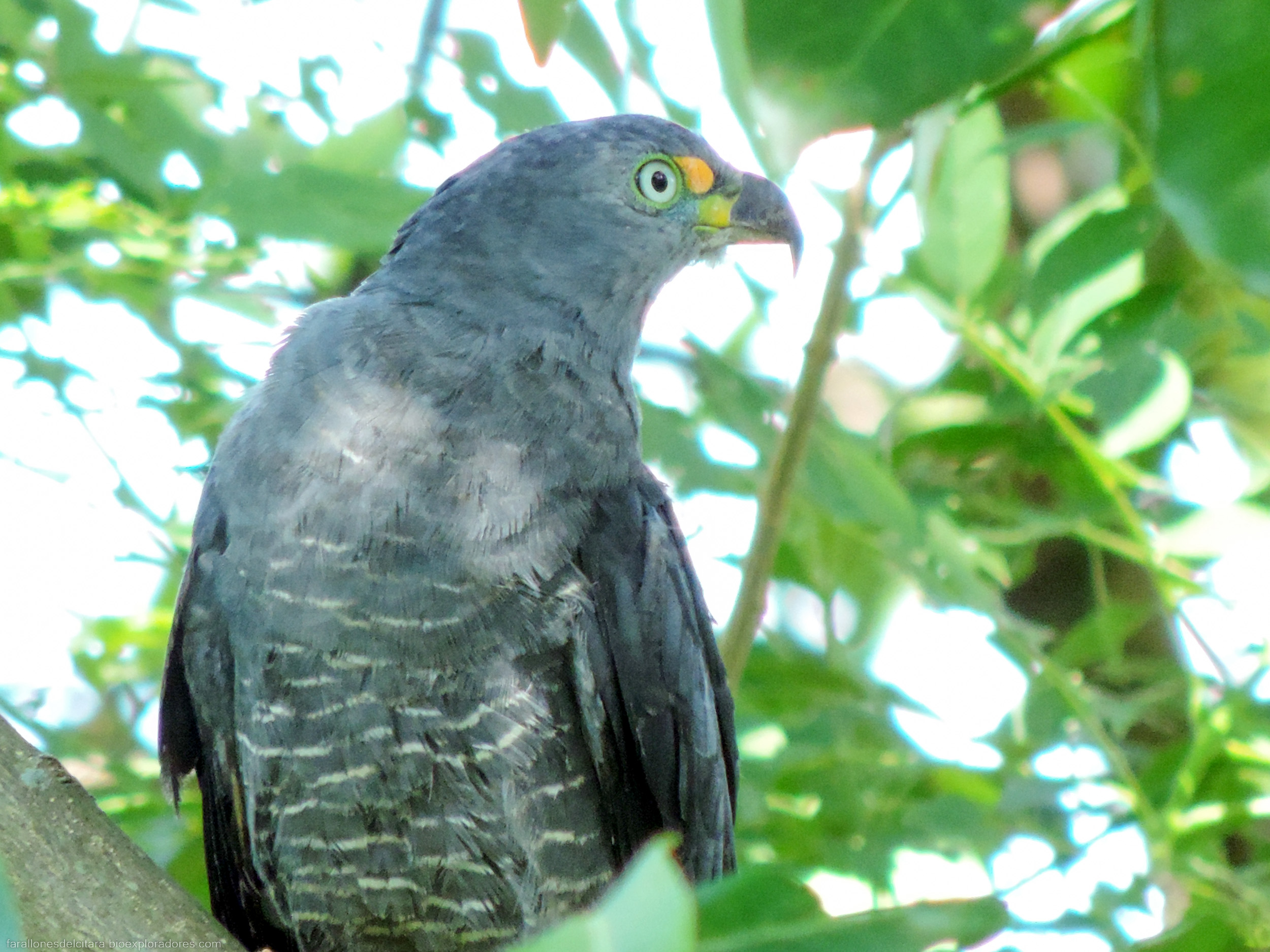 Chondrohierax uncinatus (Gavilán caracolero) - Hooked-billed Kite - Bioexploradores