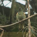 Boissonneaua flavescens (Colibrí chupasavia) - Buff-tailed Coronet - Bioexploradores