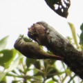 Picolezna estriado / Streaked Xenops / Xenops rutilans (Passeriformes, Furnariidae) - Bioexploradores