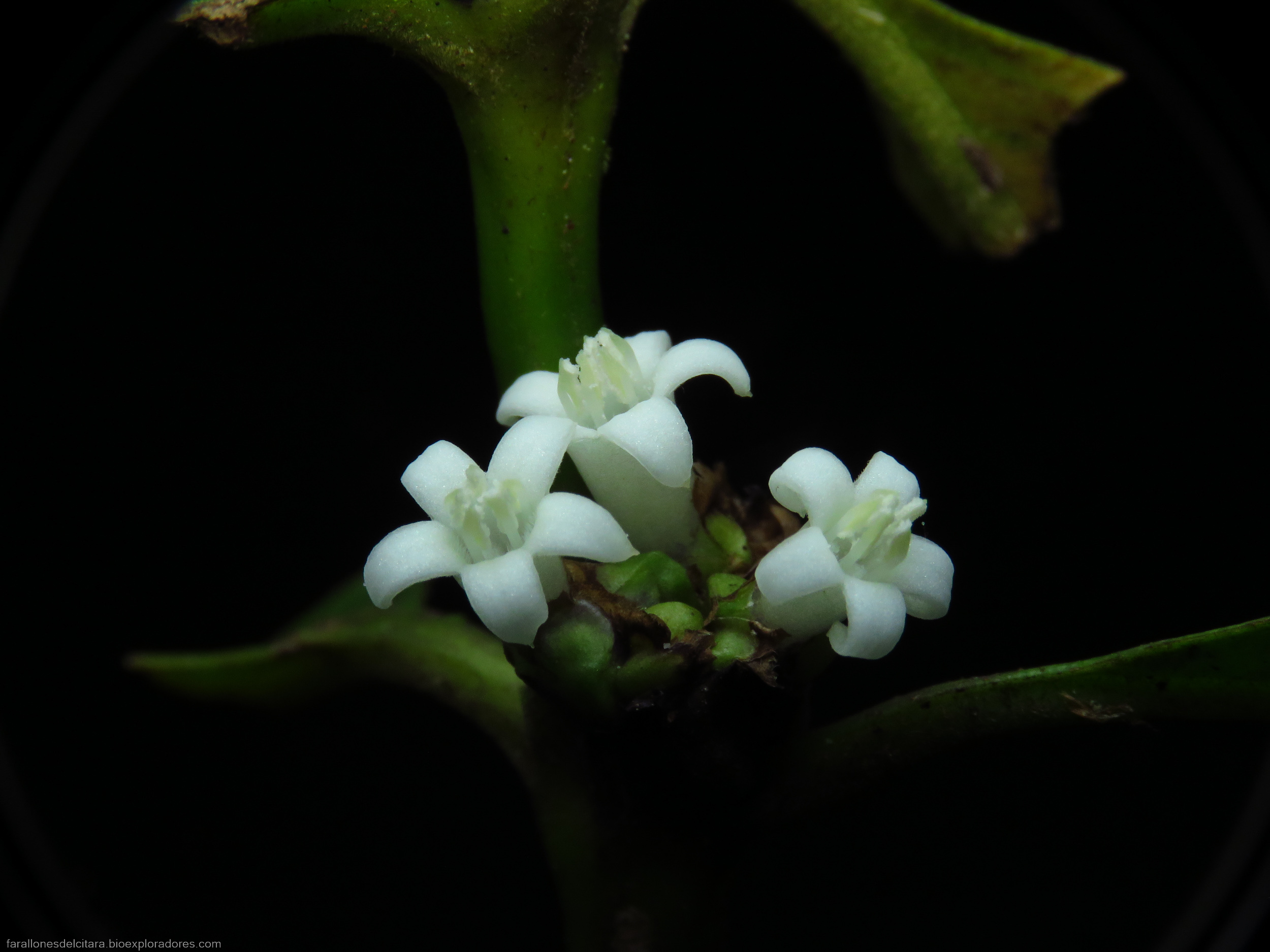 Palicourea axillaris (Gentianales, Rubiaceae) - Bioexploradores
