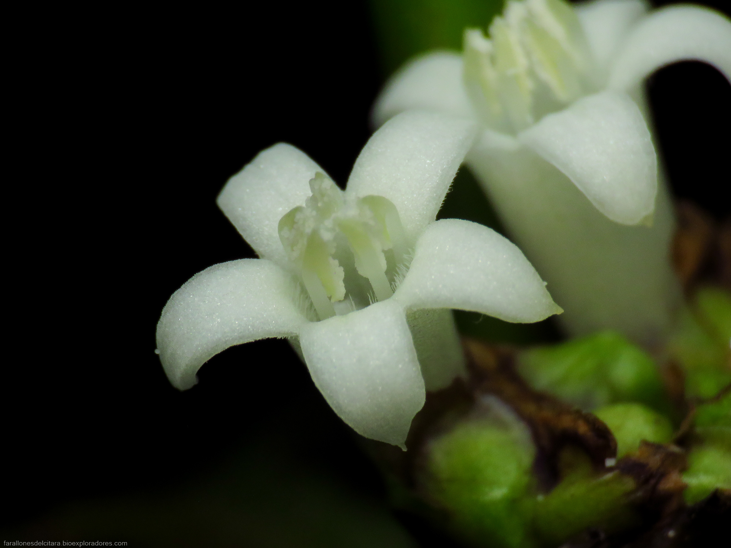 Palicourea axillaris (Gentianales, Rubiaceae) - Bioexploradores