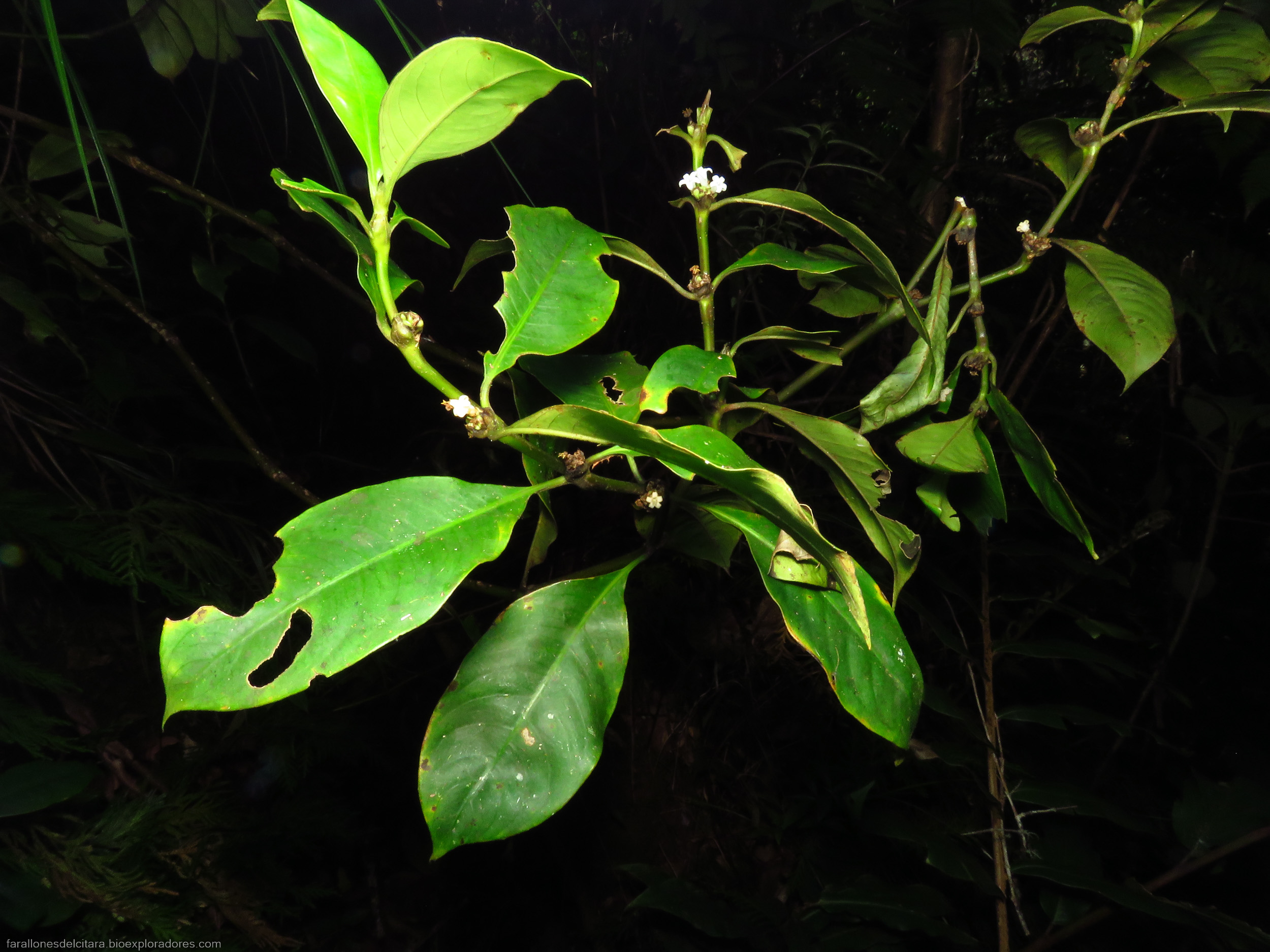 Palicourea axillaris (Gentianales, Rubiaceae) - Bioexploradores