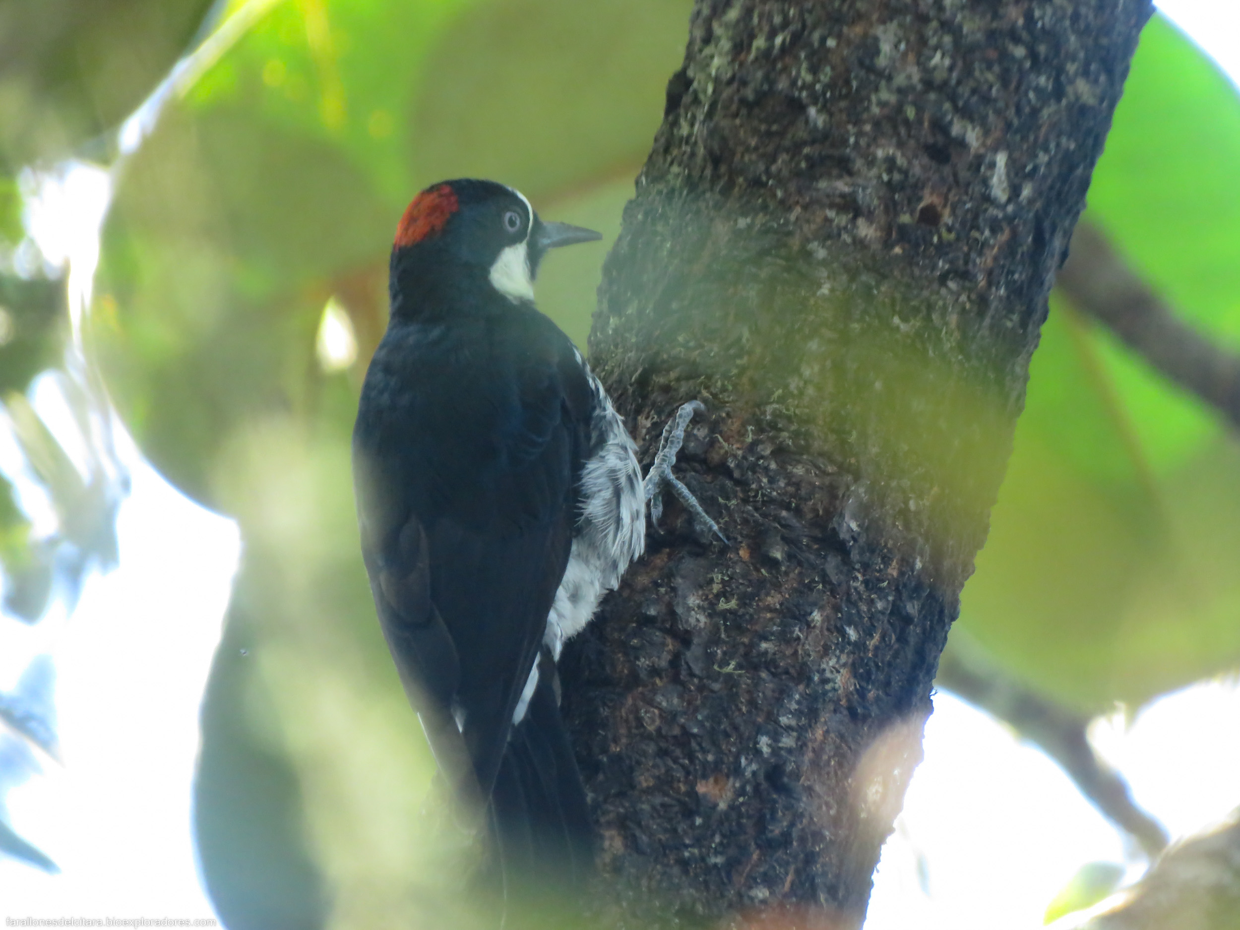 Melanerpes formicivorus (Carpintero de los robles) - Acorn Woodpecker - Bioexploradores