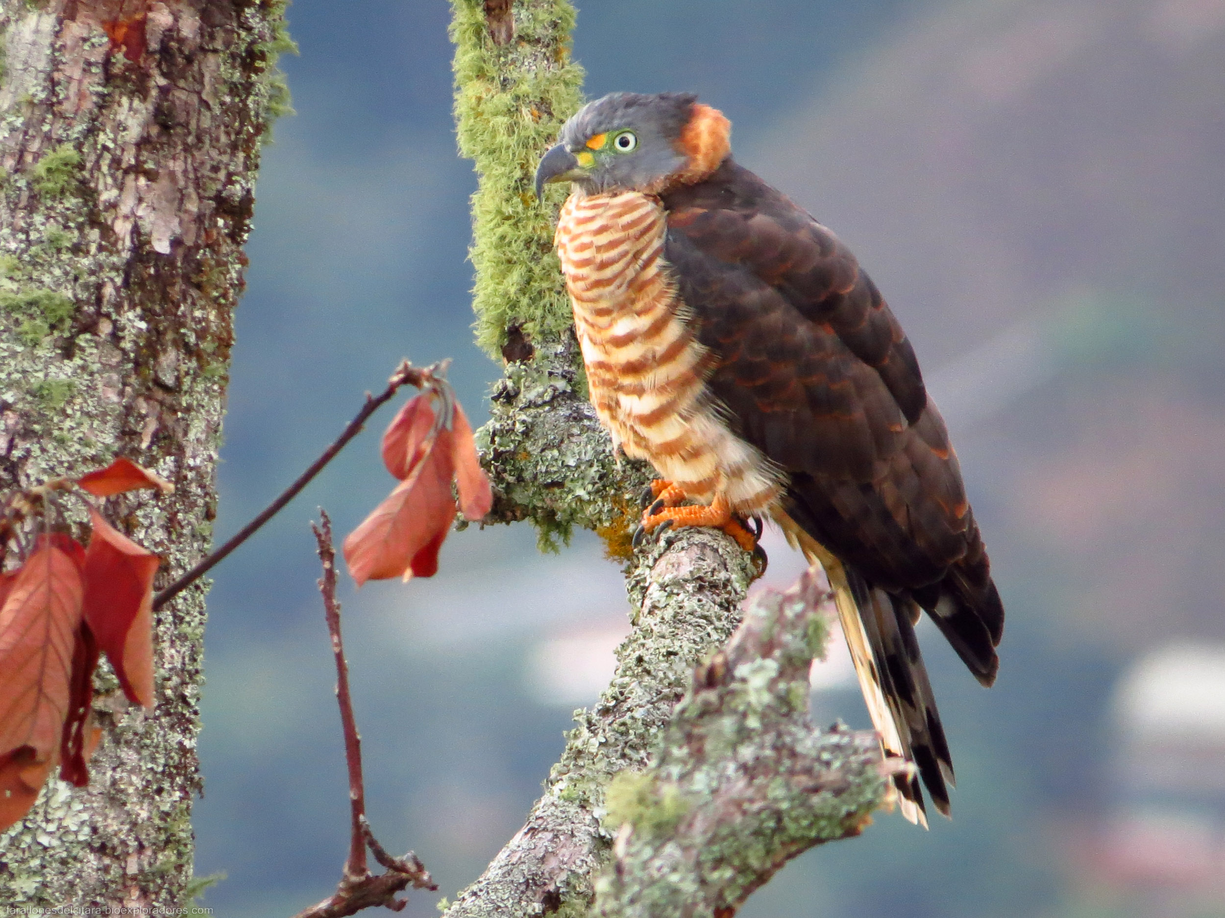 Chondrohierax uncinatus (Gavilán caracolero) - Hooked-billed Kite - Bioexploradores