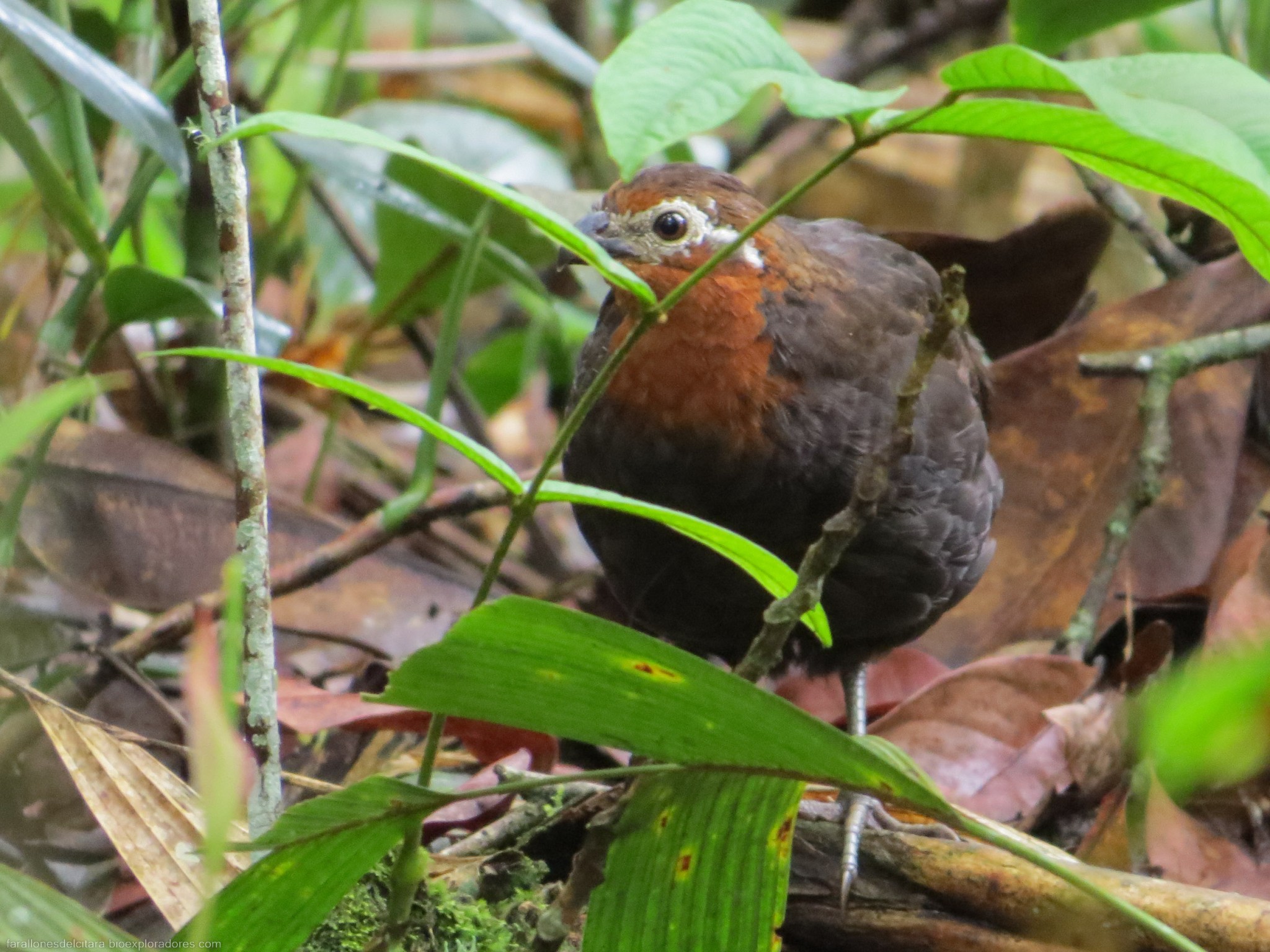 Perdiz Colorada Odontophorus hyperythrus (Perdiz colorada) - Biodiversidad Farallones ...