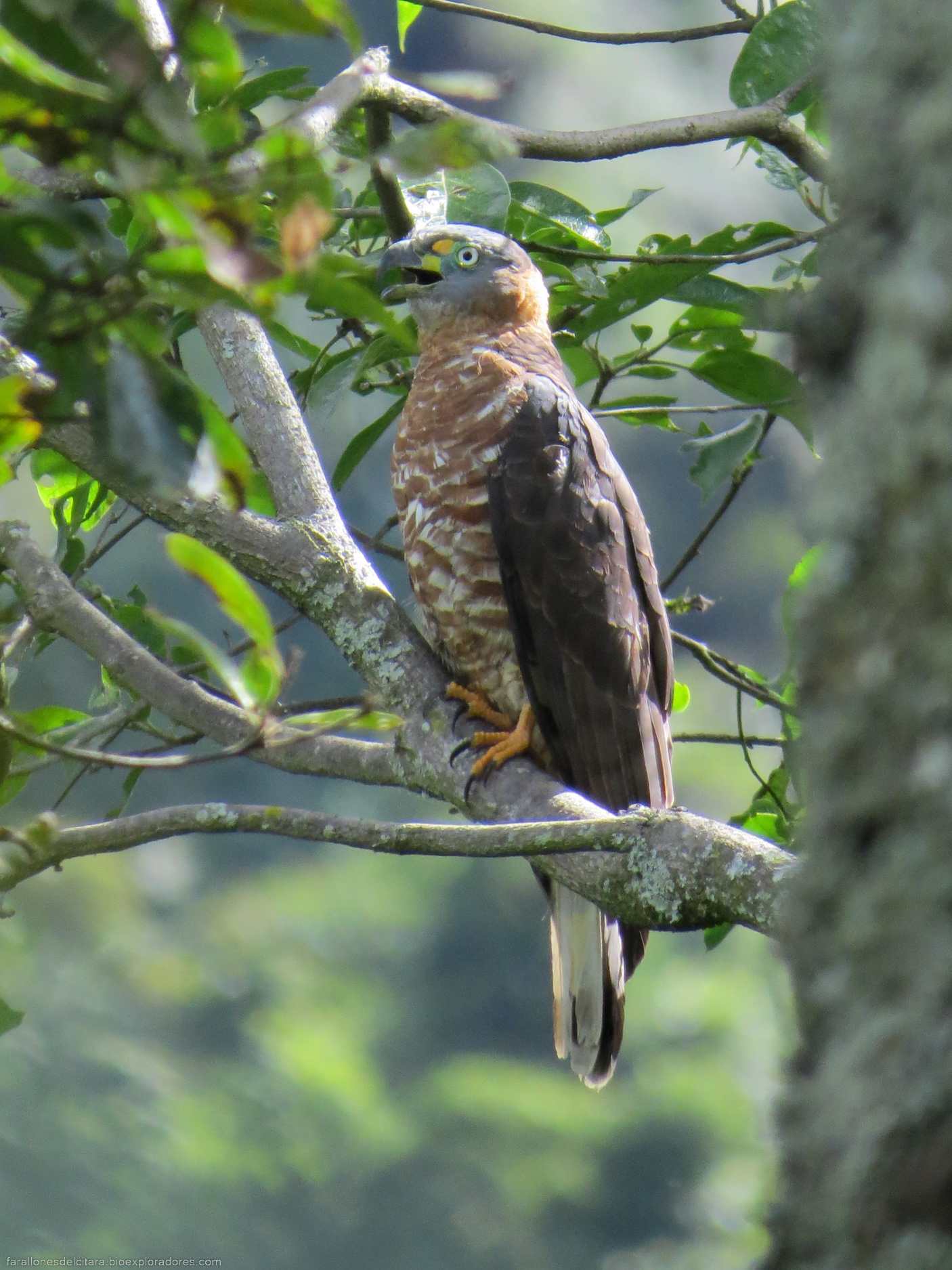 Chondrohierax uncinatus (Gavilán caracolero) - Hooked-billed Kite - Bioexploradores