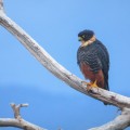 Halcón murcielaguero / Bat Falcon / Falco rufigularis (Falconiformes, Falconidae) - Bioexploradores
