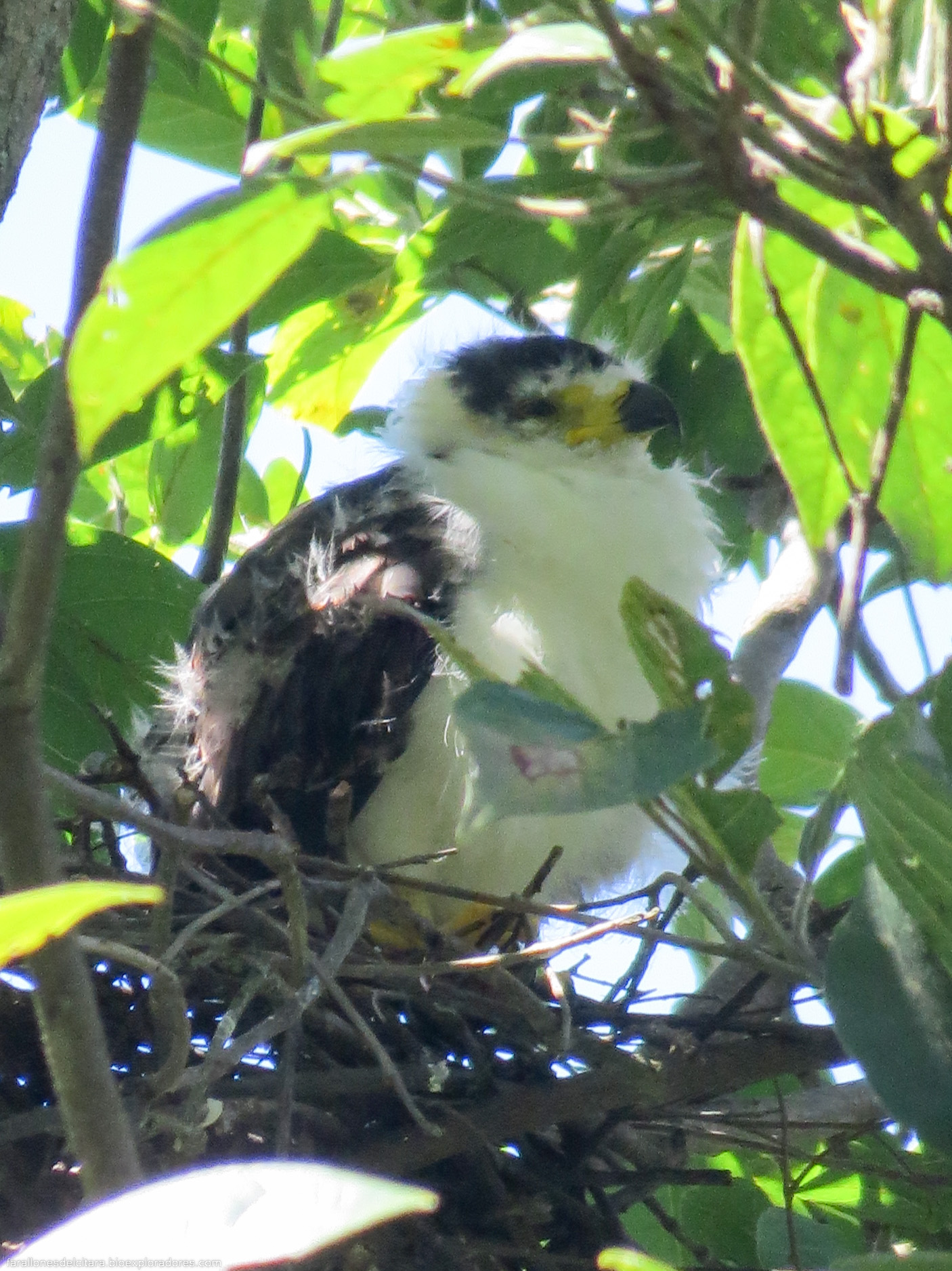 Chondrohierax uncinatus (Gavilán caracolero) - Hooked-billed Kite - Bioexploradores