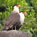 Caracara plancus (Caracara moñudo) - Crested Caracara - Bioexploradores