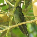 Urochroa bougueri (Colibrí nagüiblanco) - Rufous-gaped Hillstar - Bioexploradores