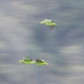 Lora andina / Scaly-naped Parrot / Amazona mercenarius (Psittaciformes, Psittacidae) - Bioexploradores