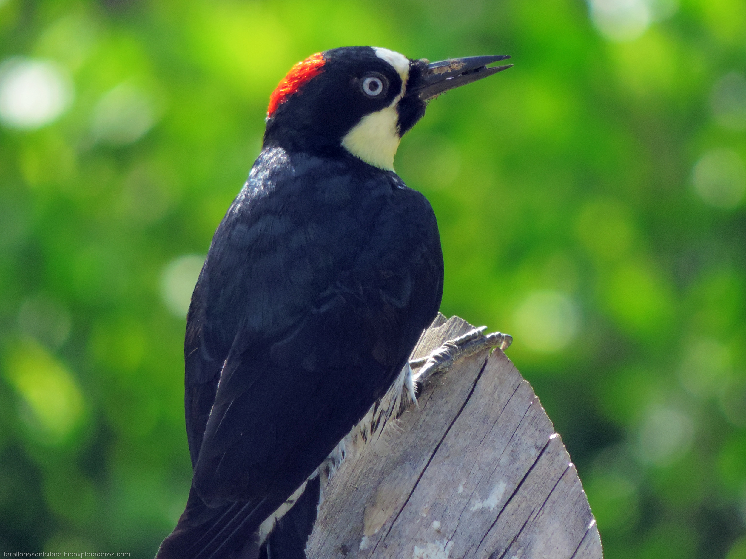 Melanerpes formicivorus (Carpintero de los robles) - Acorn Woodpecker - Bioexploradores