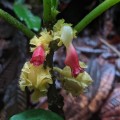Drymonia tenuis - familia Gesneriaceae - Bioexploradores