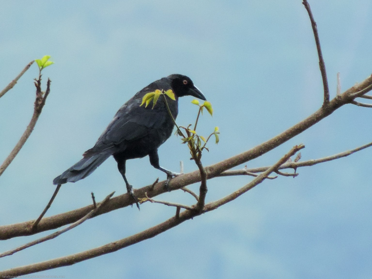 Molothrus oryzivorus (Chamón gigante) - Giant Cowbird - Biodiversidad ...