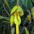 Mucuna mutisiana (Fabales, Fabaceae) - Bioexploradores