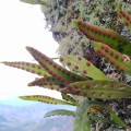 Pleopeltis macrocarpa (Polypodiales, Polypodiaceae) - Bioexploradores