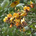 Búcaro / Madre de agua / Erythrina fusca (Fabales, Fabaceae) - Bioexploradores