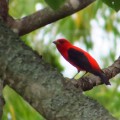 Piranga alinegra / Scarlet Tanager / Piranga olivacea (Passeriformes, Cardinalidae) - Bioexploradores