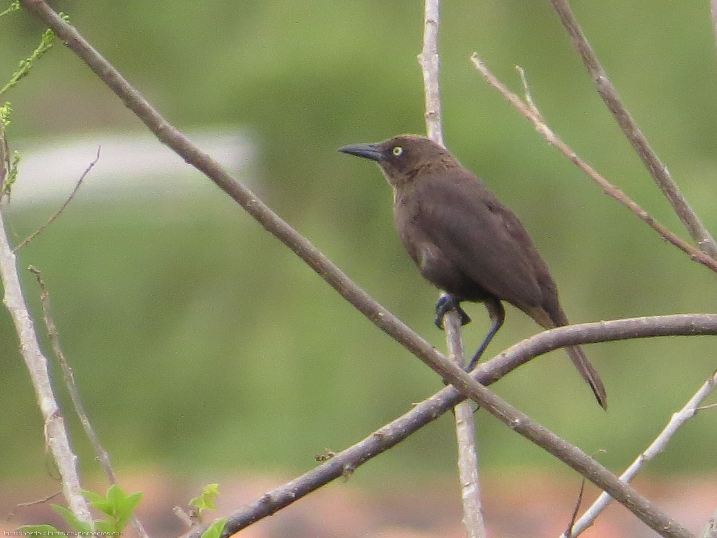 Tordo llanero / Carib Grackle / Quiscalus lugubris (Passeriformes, Icteridae) - Bioexploradores