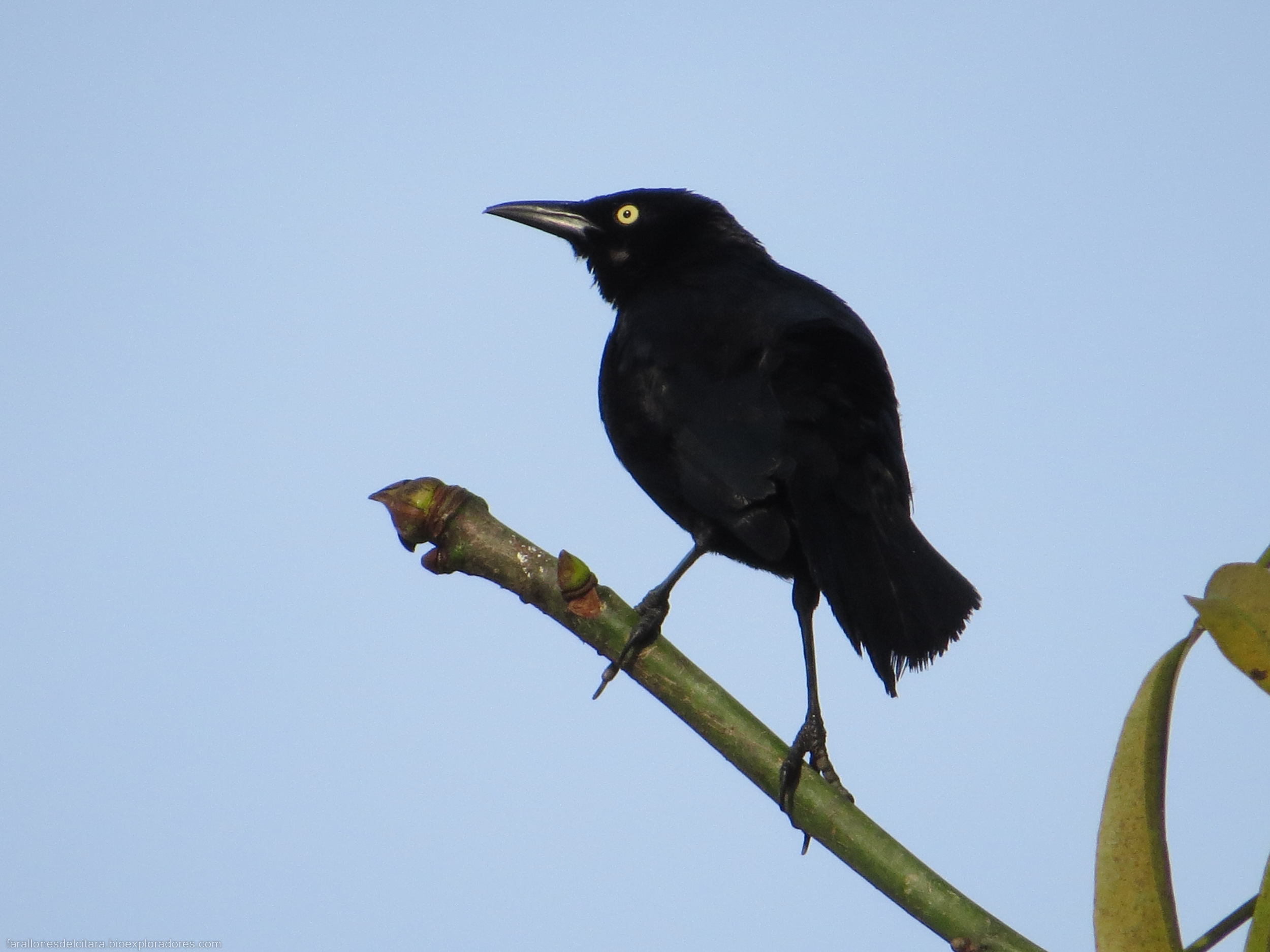 Tordo llanero / Carib Grackle / Quiscalus lugubris (Passeriformes, Icteridae) - Bioexploradores