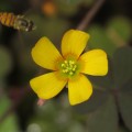 Acedera / Oxalis corniculata (Oxalidales, Oxalidaceae) - Bioexploradores