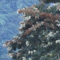 Nogales y hierbas rasposas - familia Boraginaceae - Bioexploradores