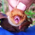 Murciélagos insectívoros - familia Vespertilionidae - Bioexploradores
