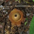 Estrellas de tierra y otros - orden Geastrales - Bioexploradores