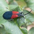 Escarabajos alas de red - familia Lycidae - Bioexploradores