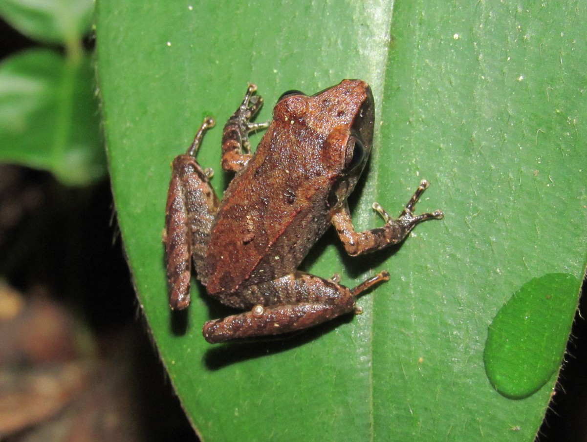 P. achatinus, vista dorsal. Fotografía: Luis David Montoya - BIOCEUDEA